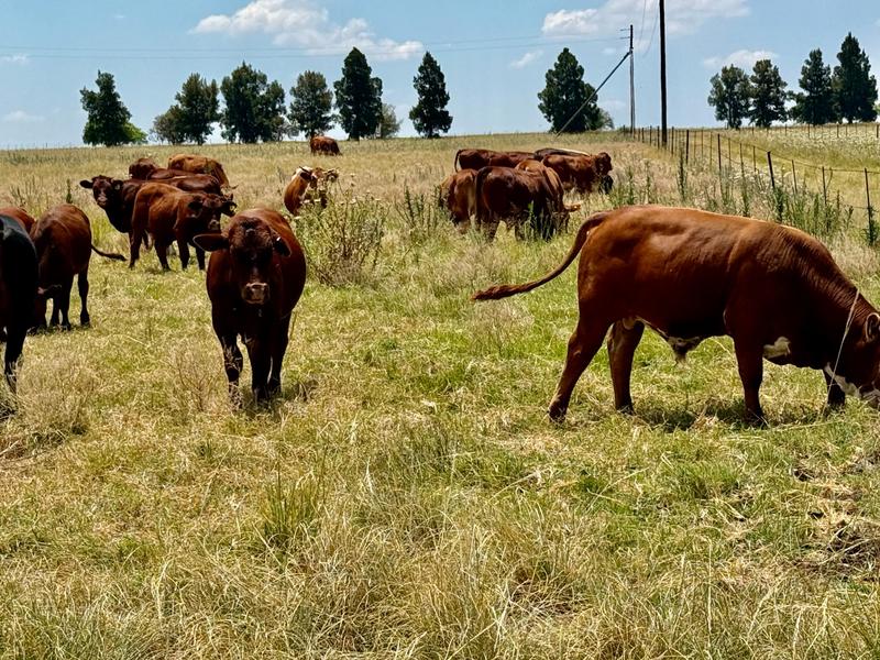 Commercial Property for Sale in Kroonstad Free State